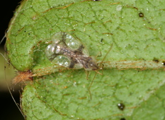 Stephanitis pyrioides