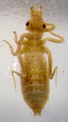 Austrogomphus amphiclitus