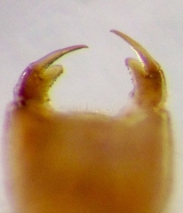 Austrogomphus amphiclitus