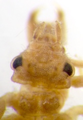 Austrogomphus amphiclitus