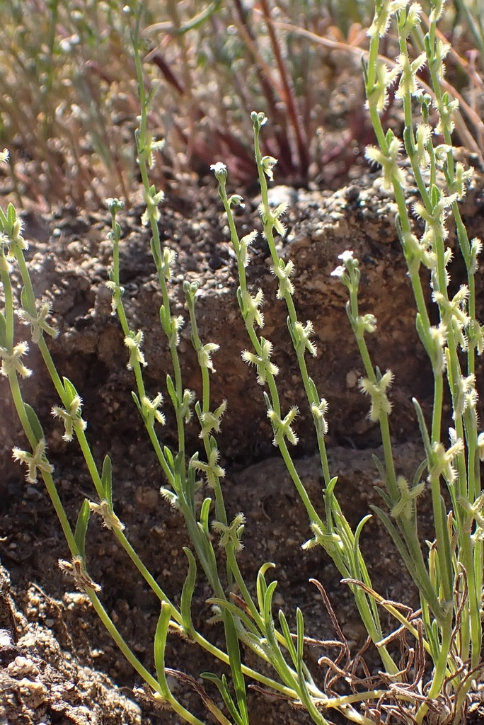 sagebrush combseed (Pectocarya linearis) - Botanical Realm