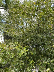 Prunus caroliniana