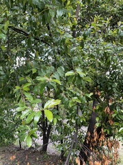 Prunus caroliniana