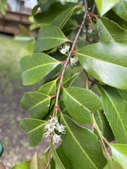 Prunus caroliniana