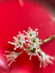 Prunus caroliniana