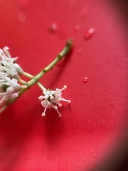Prunus caroliniana