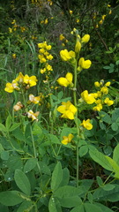 Thermopsis gracilis