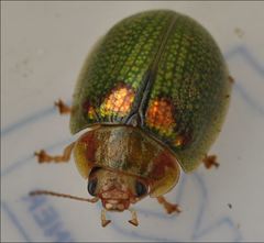 Paropsisterna detrita