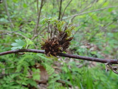 Rhopalomyia grossulariae