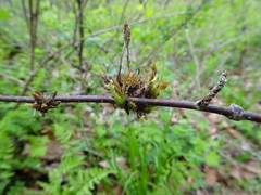 Rhopalomyia grossulariae