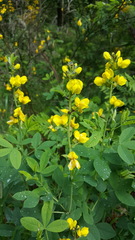 Thermopsis gracilis