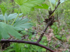 Rhopalomyia grossulariae