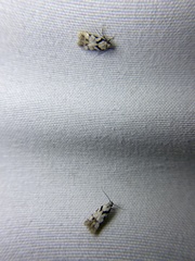 Pseudotelphusa palliderosacella
