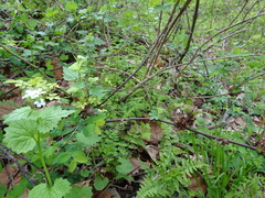 Rhopalomyia grossulariae