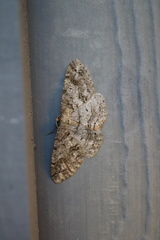 Melanolophia imitata