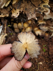 Micacei