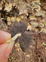 Micacei