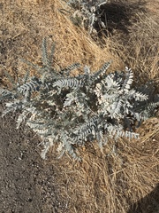 Astragalus oxyphysus