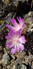 Lewisia rediviva