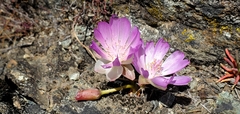 Lewisia rediviva