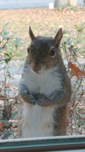 Eastern Gray Squirrel photographed in Georgia