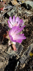 Lewisia rediviva