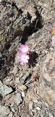 Lewisia rediviva