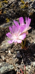 Lewisia rediviva