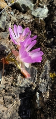 Lewisia rediviva