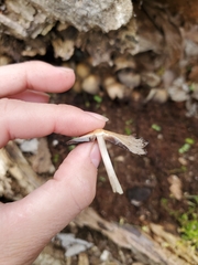 Micacei