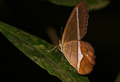 Pierella nereis