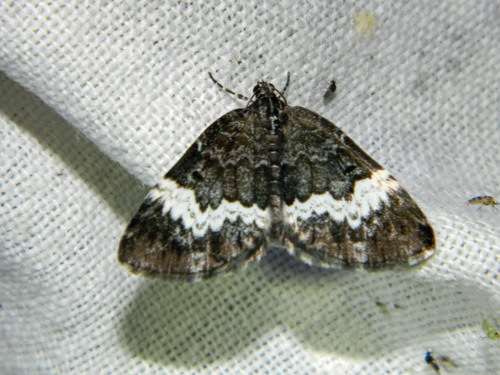 White-banded Carpet Moth