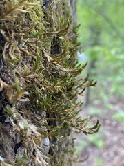 Forsstroemia trichomitria