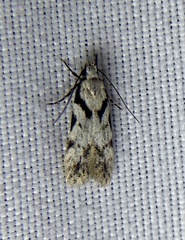Pseudotelphusa palliderosacella