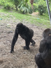 Gorilla gorilla