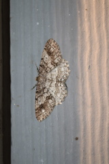 Melanolophia imitata