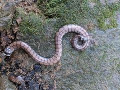 Cylindrophis maculatus