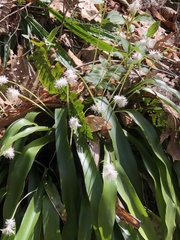 Carex fraseriana