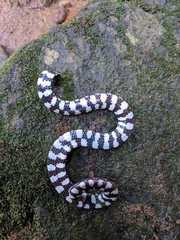 Cylindrophis maculatus