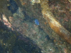 Asterocarpa coerulea