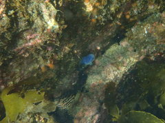 Asterocarpa coerulea