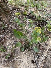 Thaspium trifoliatum aureum