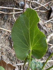 Thaspium trifoliatum aureum