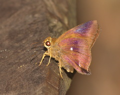 Hasora badra