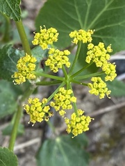 Thaspium trifoliatum aureum