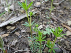 Galium concinnum