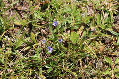 Gentianella azurea