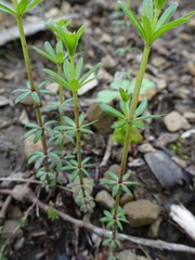Galium concinnum