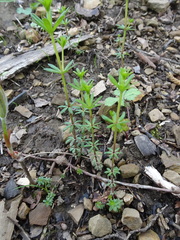 Galium concinnum