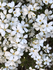 Leptosiphon floribundus